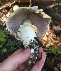 Agaricus sandianus thumbnail 1