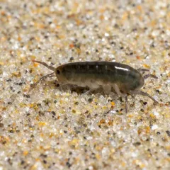 Pacific beach hopper thumbnail 3