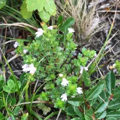 Common Eyebright thumbnail 3