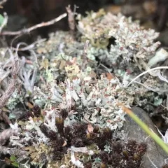 Nipple Lichen thumbnail 3