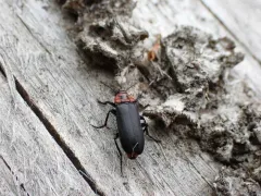 Collared False Darkling Beetle thumbnail 2