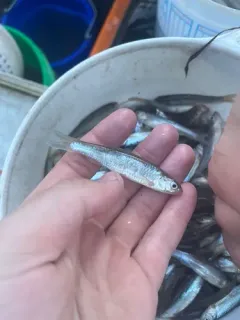 River Shiner thumbnail 3