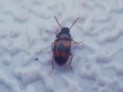Alphitophagus bifasciatus thumbnail 2
