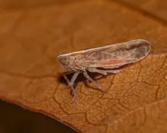 Stenocranus dorsalis thumbnail 2