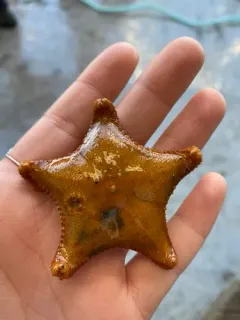 Cookie-cutter Sea Star thumbnail 1