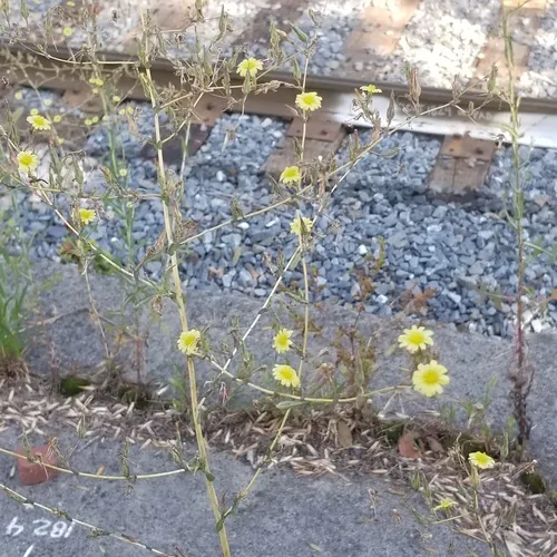 prickly lettuce