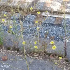 prickly lettuce thumbnail 1