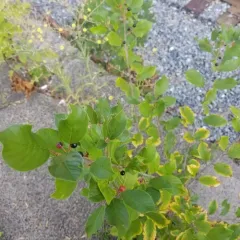 alder buckthorn thumbnail 3
