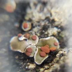 False Russell's fishscale lichen thumbnail 4