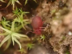 Dicyrtoma fusca thumbnail 2