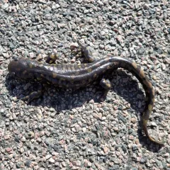 Eastern Tiger Salamander thumbnail 4