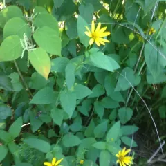 woodland sunflower thumbnail 2
