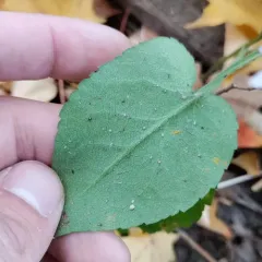 Coleosporium montanum thumbnail 2