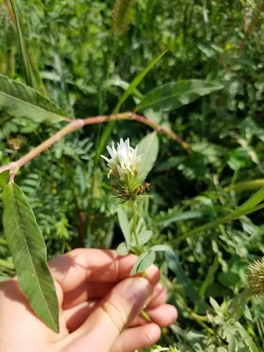 Egyptian clover