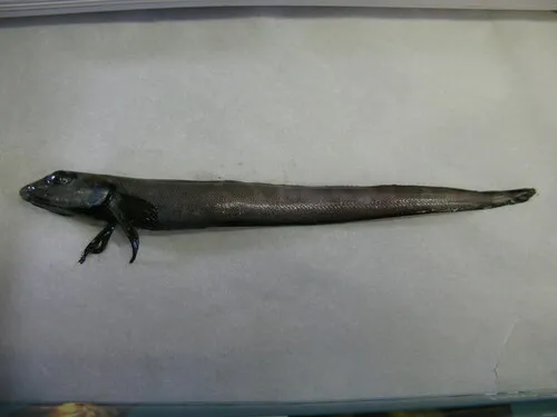 Bering eelpout