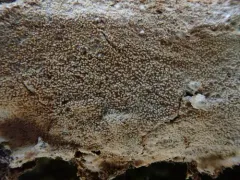 Porotheleum fimbriatum thumbnail 2