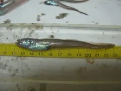 Pallid Eelpout thumbnail 2