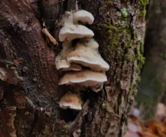 brown-staining cheese polypore thumbnail 4