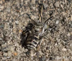 Least Cellophane-cuckoo Bee thumbnail 4