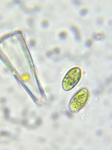 Neglectella solitaria