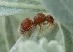 Odontophotopsis melicausa thumbnail 2