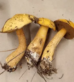 spicy suillus thumbnail 2