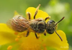 Lineated Metallic Sweat Bee thumbnail 2