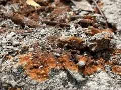 Botryobasidium aureum thumbnail 3