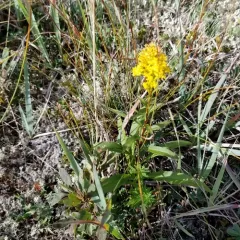 bog goldenrod thumbnail 3