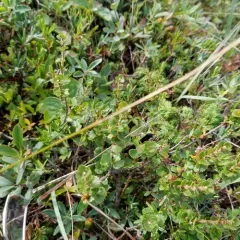 Newfoundland dwarf birch thumbnail 3