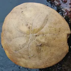 Common Sand Dollar thumbnail 1