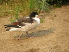 Common Shelduck thumbnail 2