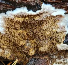 Serpula himantioides thumbnail 2
