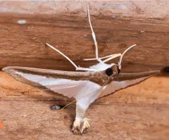 Melonworm Moth thumbnail 4