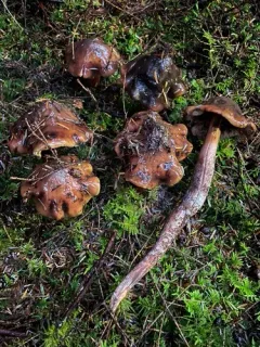 Phaeocollybia redheadii thumbnail 2