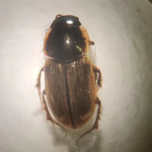 Melinopterus prodromus