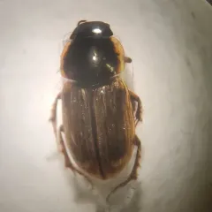 Melinopterus prodromus thumbnail 1