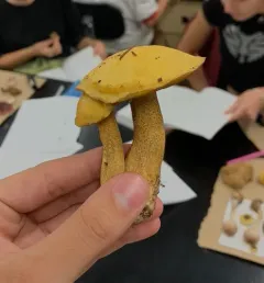spicy suillus thumbnail 4