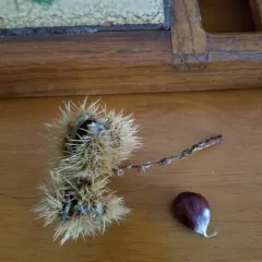 Sweet Chestnut thumbnail 3