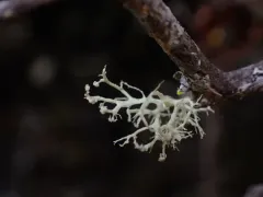 Powdery Twig Lichen thumbnail 2