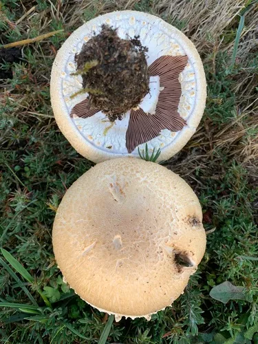 Agaricus fissuratus
