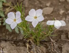 prairie phlox thumbnail 4