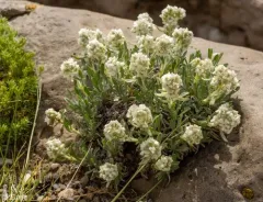 Mountain Cryptantha thumbnail 4