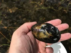 Yellow Lampmussel thumbnail 2