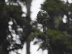 Crab Eye Lichen thumbnail 3