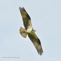 Osprey thumbnail 4
