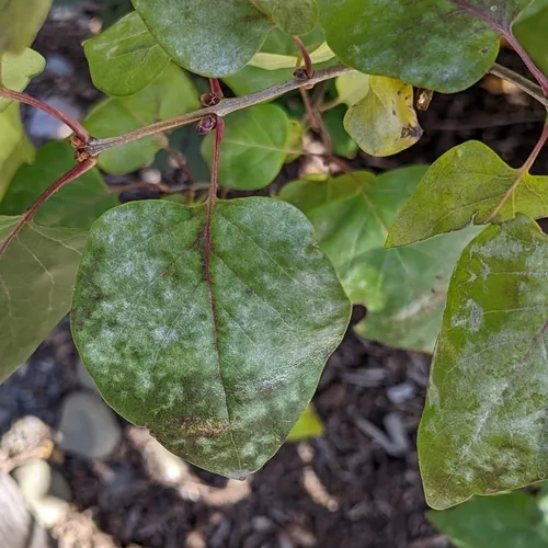 Erysiphe syringae