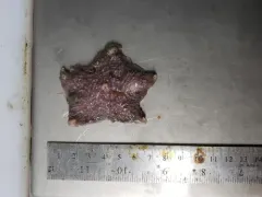 Pincushion Star thumbnail 2