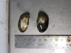 Broad yoldia thumbnail 1