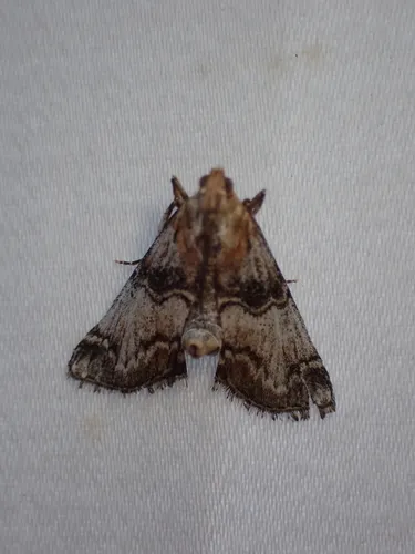 Toripalpus trabalis